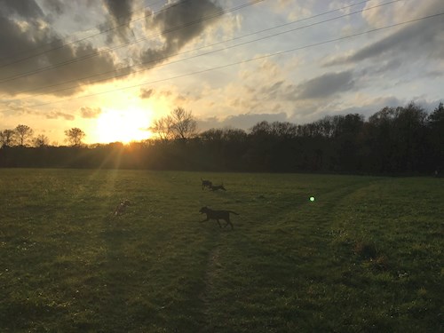 Veronika- petsitter Ostrava nebo Páníček pro psi kočky