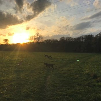 thumbnail petsitter Ostrava nebo páníček pro psi kočky