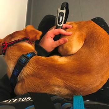  thumbnail petsitter Ostrava or pet nanny for dogs cats 