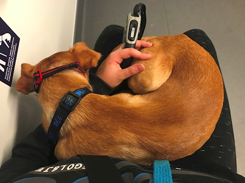 Veronika- petsitter Ostrava nebo Páníček pro psi kočky