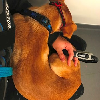 thumbnail petsitter Ostrava nebo páníček pro psi kočky