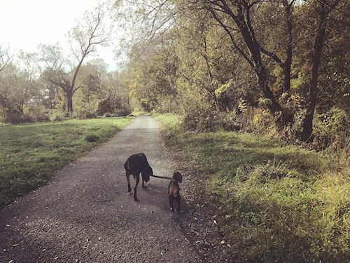 Veronika- petsitter Ostrava nebo Páníček pro psi kočky