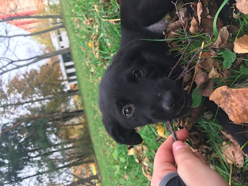 Veronika- petsitter Ostrava nebo Páníček pro psi kočky