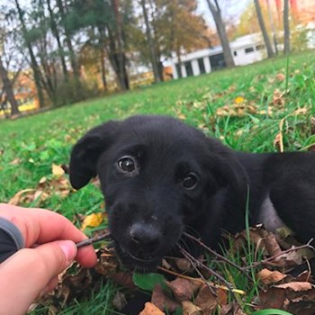 thumbnail petsitter Ostrava nebo páníček pro psi kočky