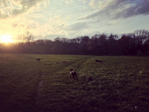 Veronika- petsitter Ostrava nebo Páníček pro psi kočky