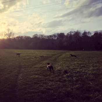 thumbnail petsitter Ostrava nebo páníček pro psi kočky