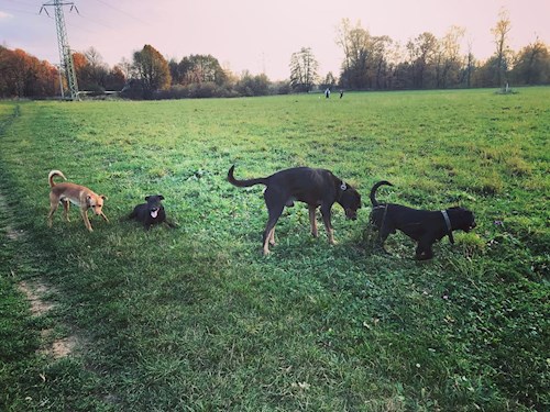 Veronika- petsitter Ostrava nebo Páníček pro psi kočky