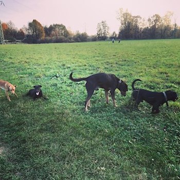 thumbnail petsitter Ostrava nebo páníček pro psi kočky