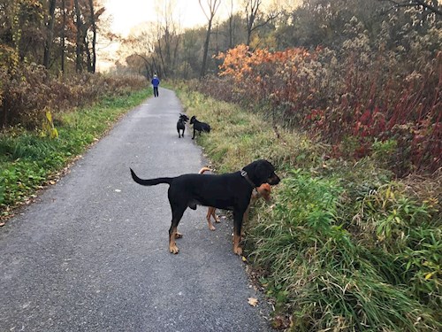 Veronika- petsitter Ostrava nebo Páníček pro psi kočky