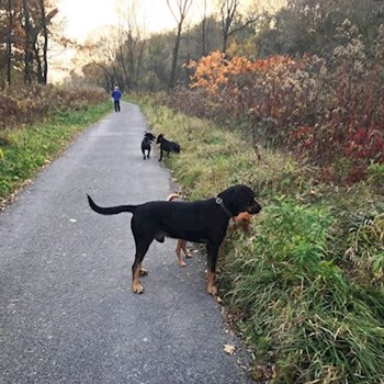 thumbnail petsitter Ostrava nebo páníček pro psi kočky