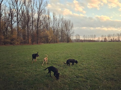 Veronika- petsitter Ostrava nebo Páníček pro psi kočky