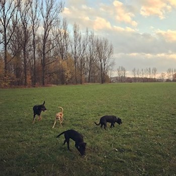 thumbnail petsitter Ostrava nebo páníček pro psi kočky