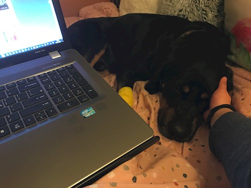 Veronika- petsitter Ostrava nebo Páníček pro psi kočky