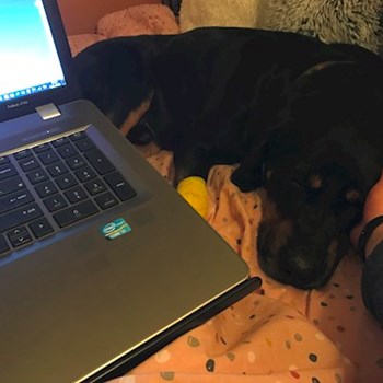 thumbnail petsitter Ostrava nebo páníček pro psi kočky