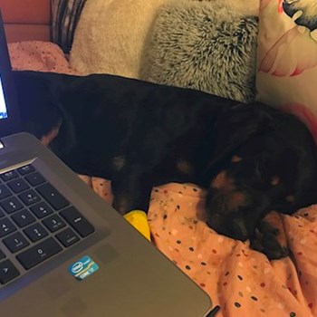  thumbnail petsitter Ostrava or pet nanny for dogs cats 