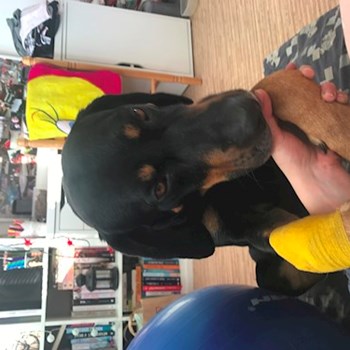  thumbnail petsitter Ostrava or pet nanny for dogs cats 