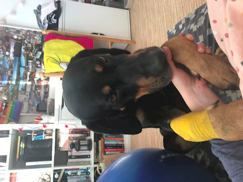 Veronika- petsitter Ostrava nebo Páníček pro psi kočky