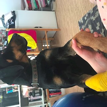  thumbnail petsitter Ostrava or pet nanny for dogs cats 
