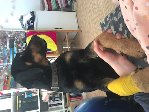 Veronika- petsitter Ostrava nebo Páníček pro psi kočky