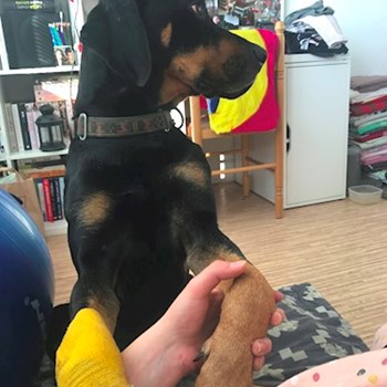 thumbnail petsitter Ostrava nebo páníček pro psi kočky