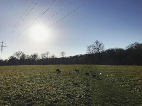 Veronika- petsitter Ostrava nebo Páníček pro psi kočky