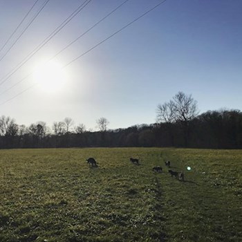 thumbnail petsitter Ostrava nebo páníček pro psi kočky