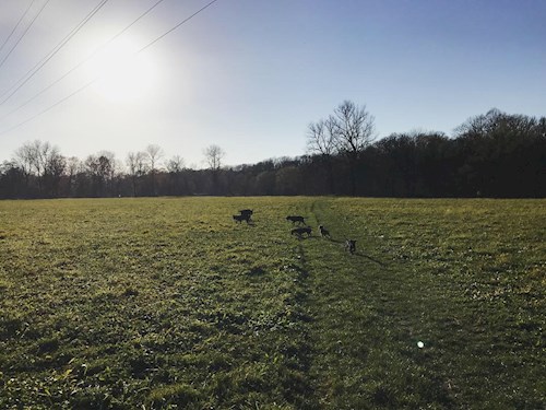 Veronika- petsitter Ostrava nebo Páníček pro psi kočky