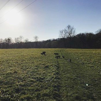 thumbnail petsitter Ostrava nebo páníček pro psi kočky