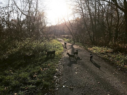 Veronika- petsitter Ostrava nebo Páníček pro psi kočky