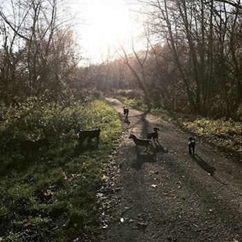 thumbnail petsitter Ostrava nebo páníček pro psi kočky