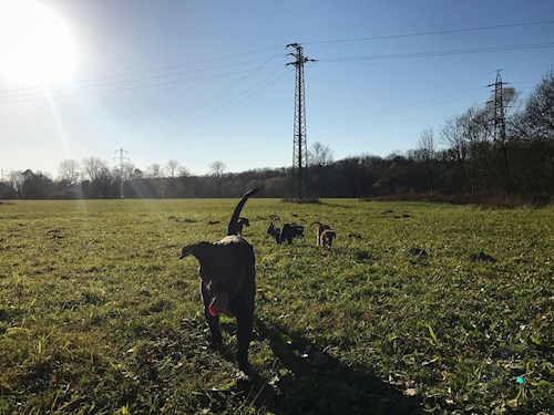 Veronika- petsitter Ostrava nebo Páníček pro psi kočky