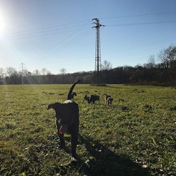 thumbnail petsitter Ostrava nebo páníček pro psi kočky