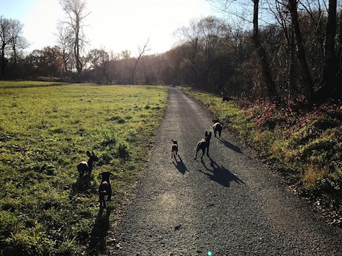 Veronika- petsitter Ostrava nebo Páníček pro psi kočky