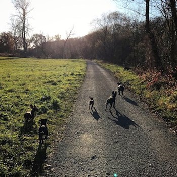 thumbnail petsitter Ostrava nebo páníček pro psi kočky