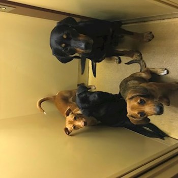  thumbnail petsitter Ostrava or pet nanny for dogs cats 