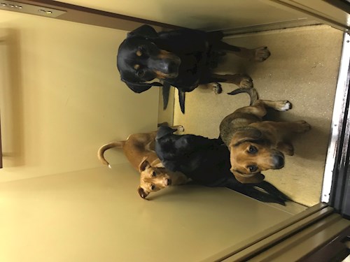 Veronika- petsitter Ostrava nebo Páníček pro psi kočky