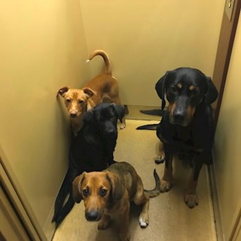 thumbnail petsitter Ostrava nebo páníček pro psi kočky