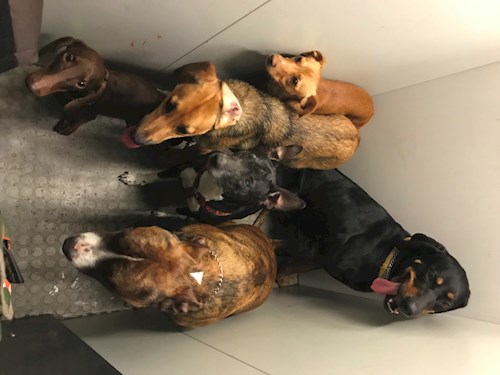 Veronika- petsitter Ostrava nebo Páníček pro psi kočky