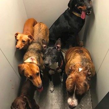 thumbnail petsitter Ostrava nebo páníček pro psi kočky