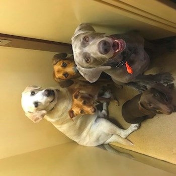  thumbnail petsitter Ostrava or pet nanny for dogs cats 