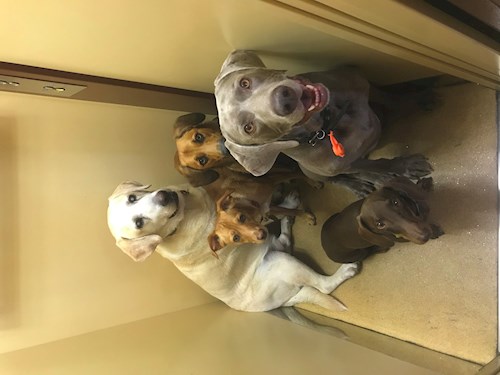 Veronika- petsitter Ostrava nebo Páníček pro psi kočky