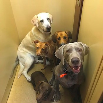 thumbnail petsitter Ostrava nebo páníček pro psi kočky