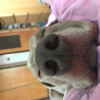  thumbnail petsitter Ostrava or pet nanny for dogs cats 