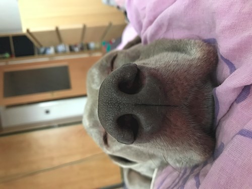 Veronika- petsitter Ostrava nebo Páníček pro psi kočky