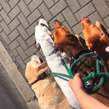  thumbnail petsitter Ostrava or pet nanny for dogs cats 
