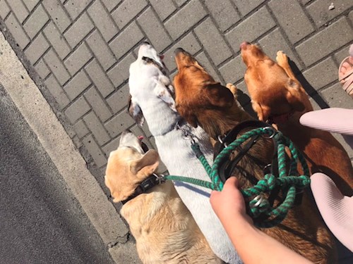 Veronika- petsitter Ostrava nebo Páníček pro psi kočky