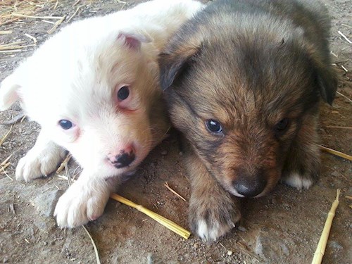 Monika- petsitter Držkov nebo Páníček pro psi kočky