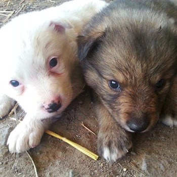 thumbnail petsitter Držkov nebo páníček pro psi kočky