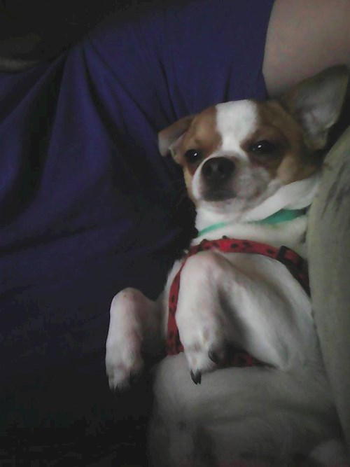 Monika- petsitter Držkov nebo Páníček pro psi kočky