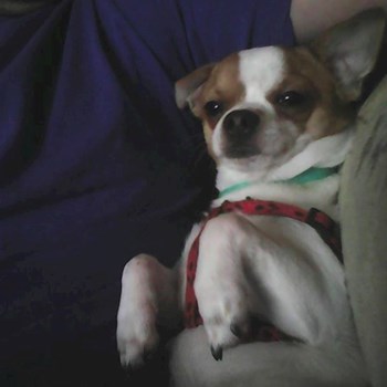 thumbnail petsitter Držkov nebo páníček pro psi kočky